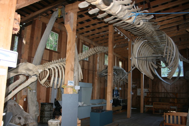 The Telegraph Cove whale museum