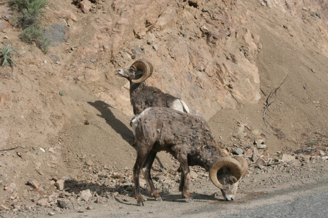 Unexpected mountain goats outside of Lillooet