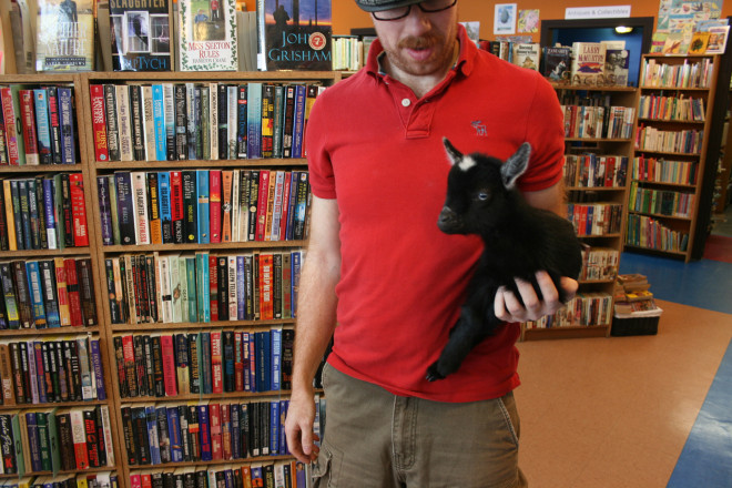 A bookshop goat