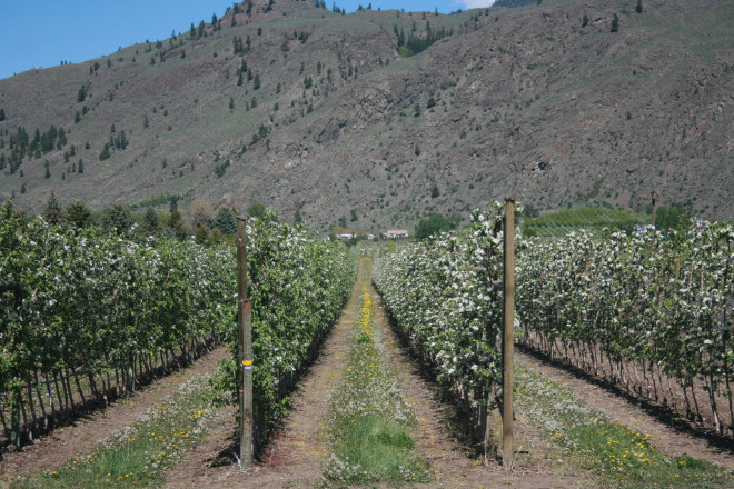 Orchards orchards everywhere but not a drop to drink (I was driving of course!)