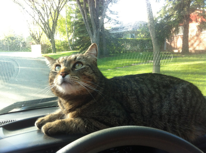 Brady and Andrea's cat checking out the van