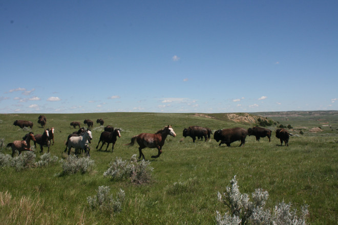 The Theodore Roosevelt National Park