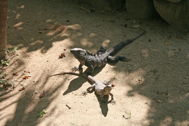 Just sunbathing