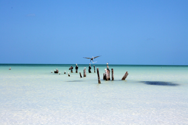That's my stump - Holbox Island, Quintana Roo