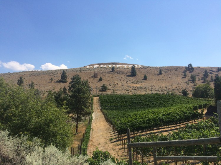 Walking through the Penticton vinyards