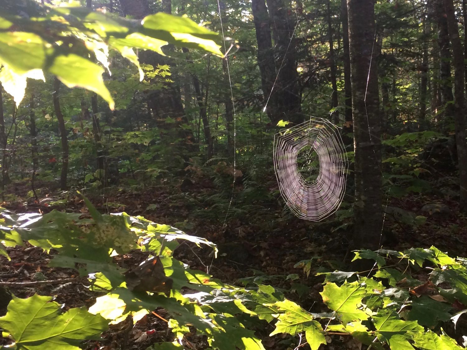 A Journal From the Long Trail